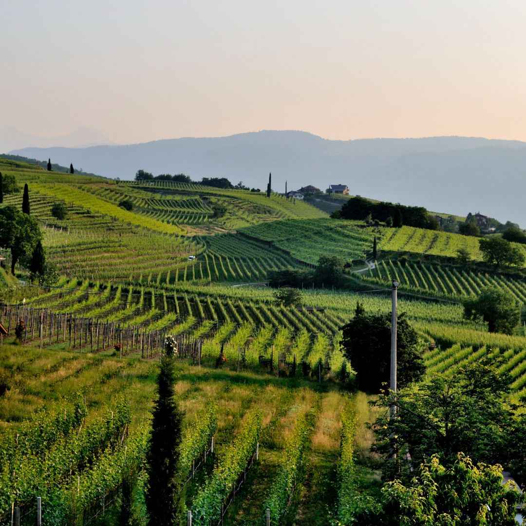 The beaujolais The beaujolais